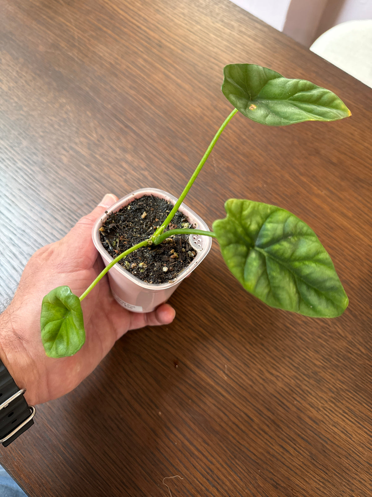 Alocasia Quilted Dreams 3” self watering pot. Rare