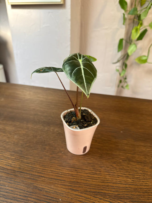 Alocasia Dragons tooth 3” pot