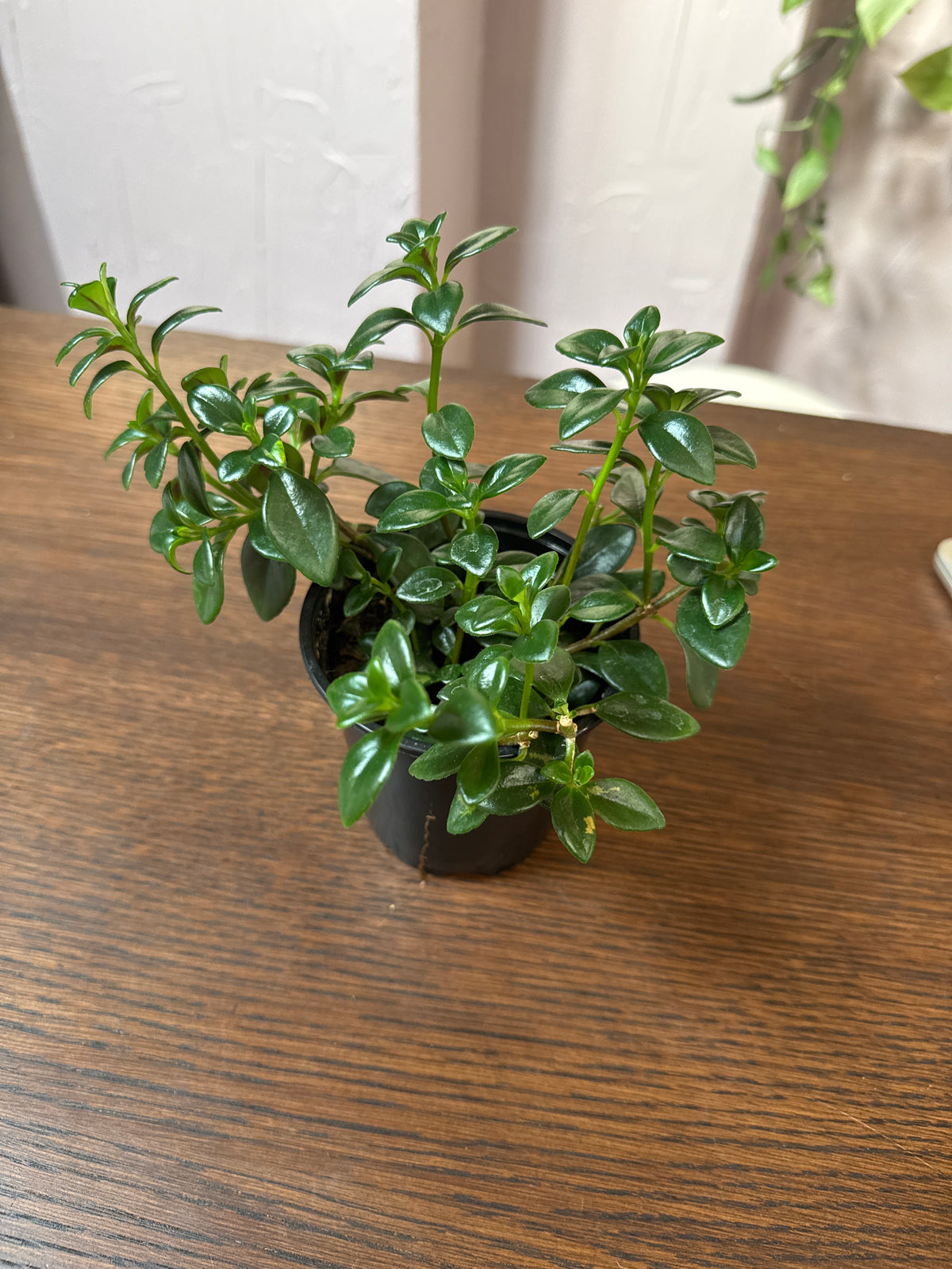Goldfish Plant -4" Pot