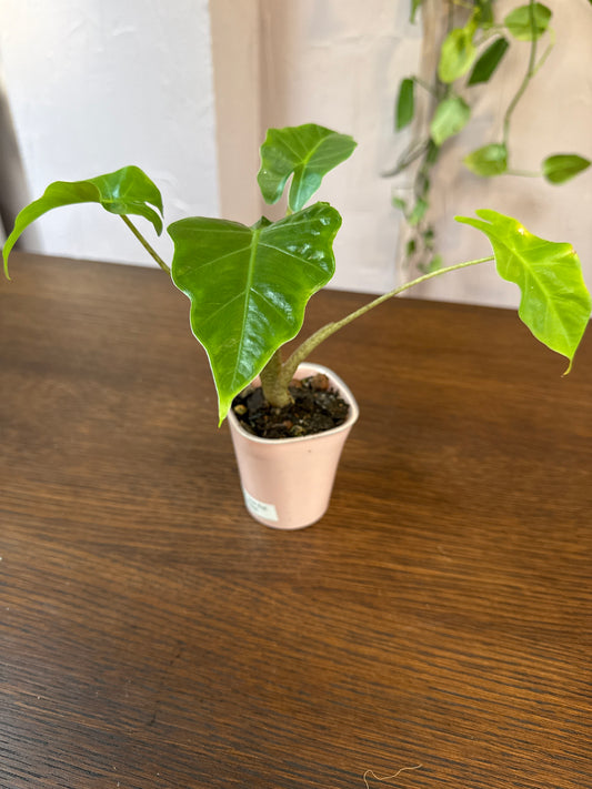 Alocasia 3” rare Low Rider self watering pot