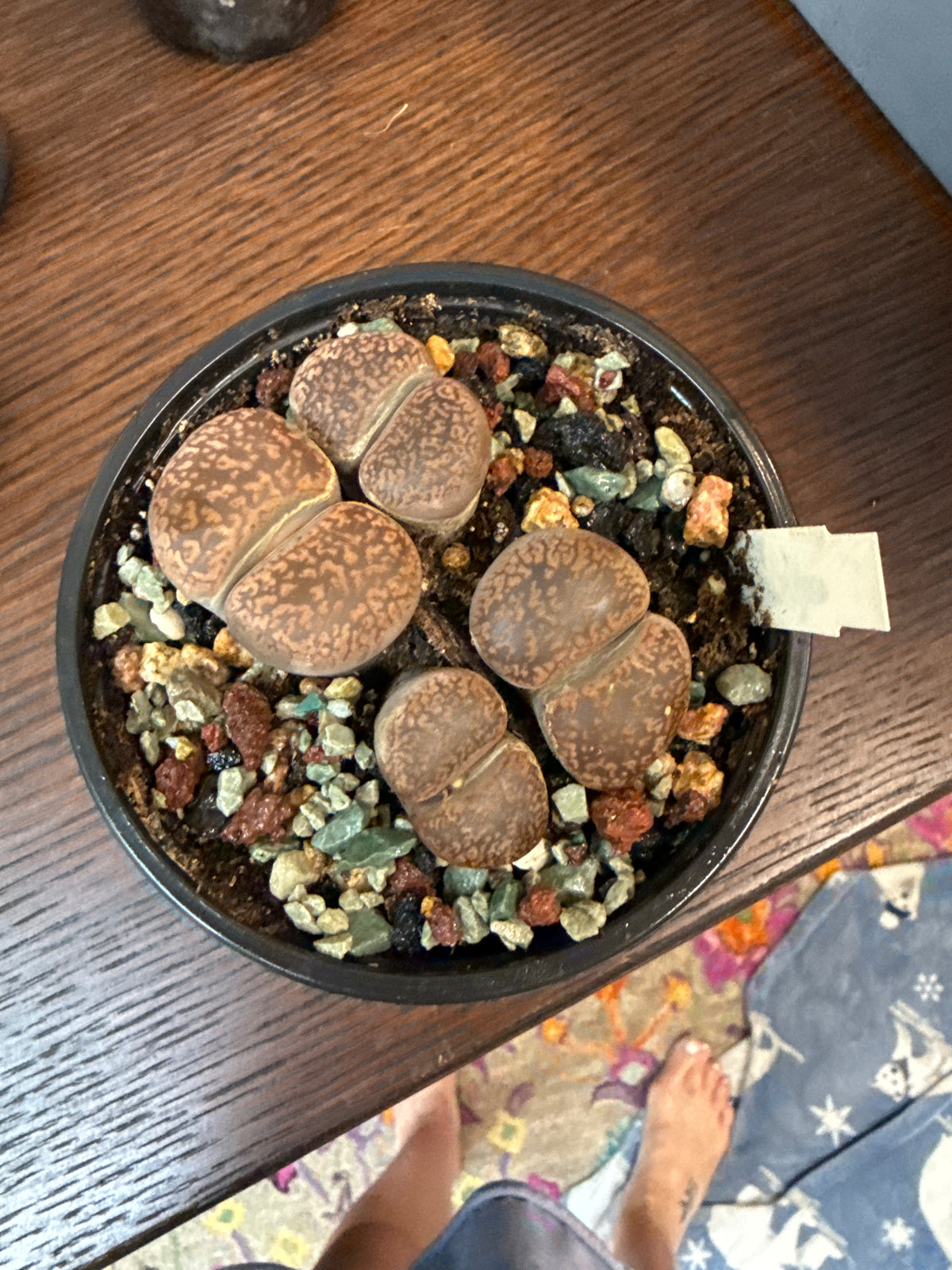 Lithops - Living stone 3”