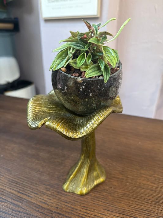 Lichen Planter 6.5” x 7” w/ pepperomia rosso