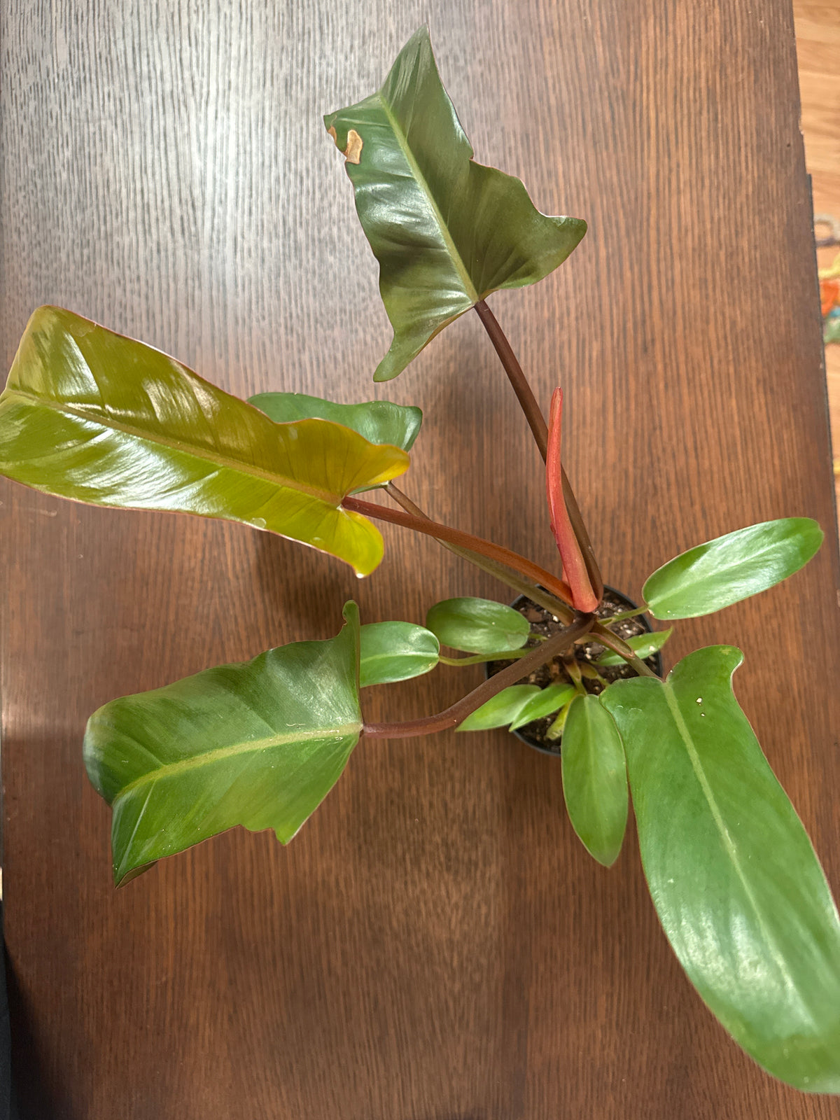 4" Philodendron 'Florida Bronze'