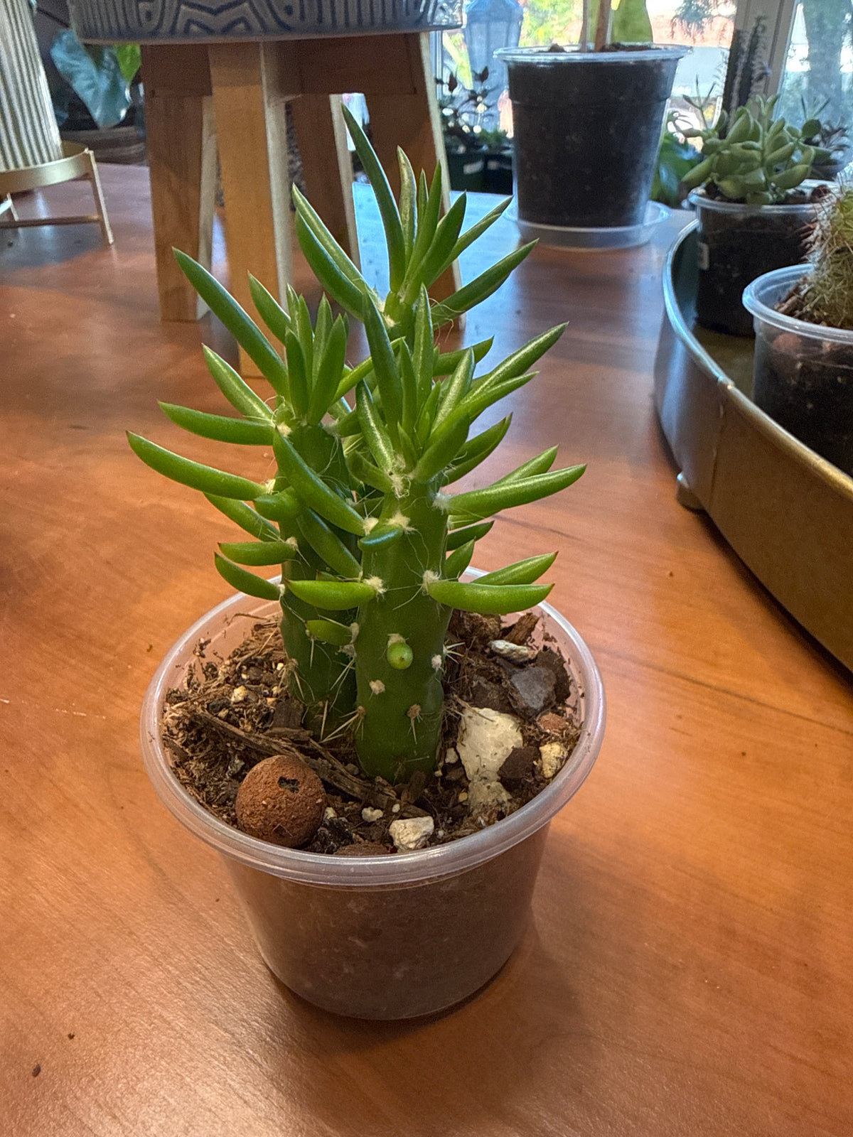 Austrocylindropuntia subulata - Eve's Needle