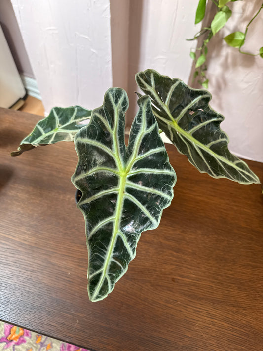 Alocasia Polly 4in