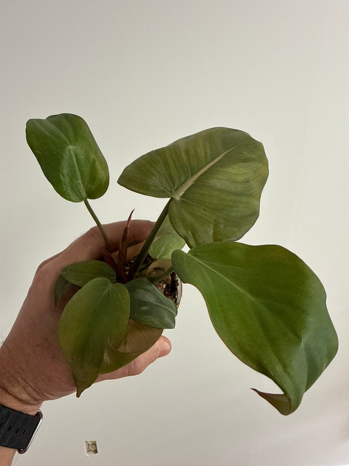 Summer Glory Philodendron 4”