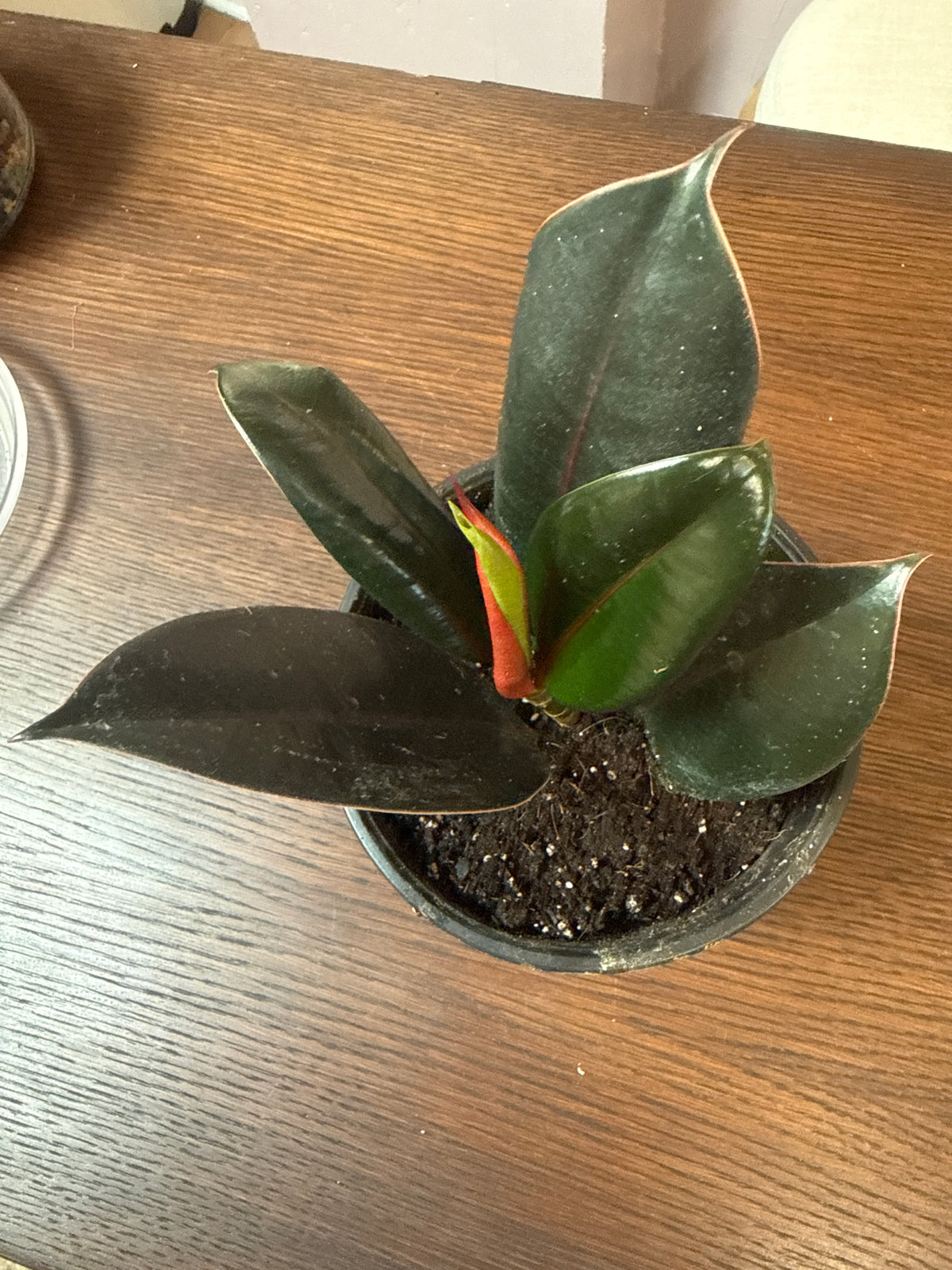 Ruby Rubber 6” pot