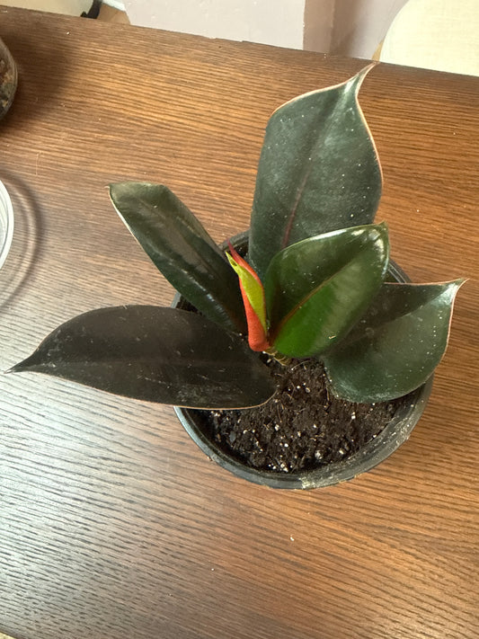 Ruby Rubber 6” pot