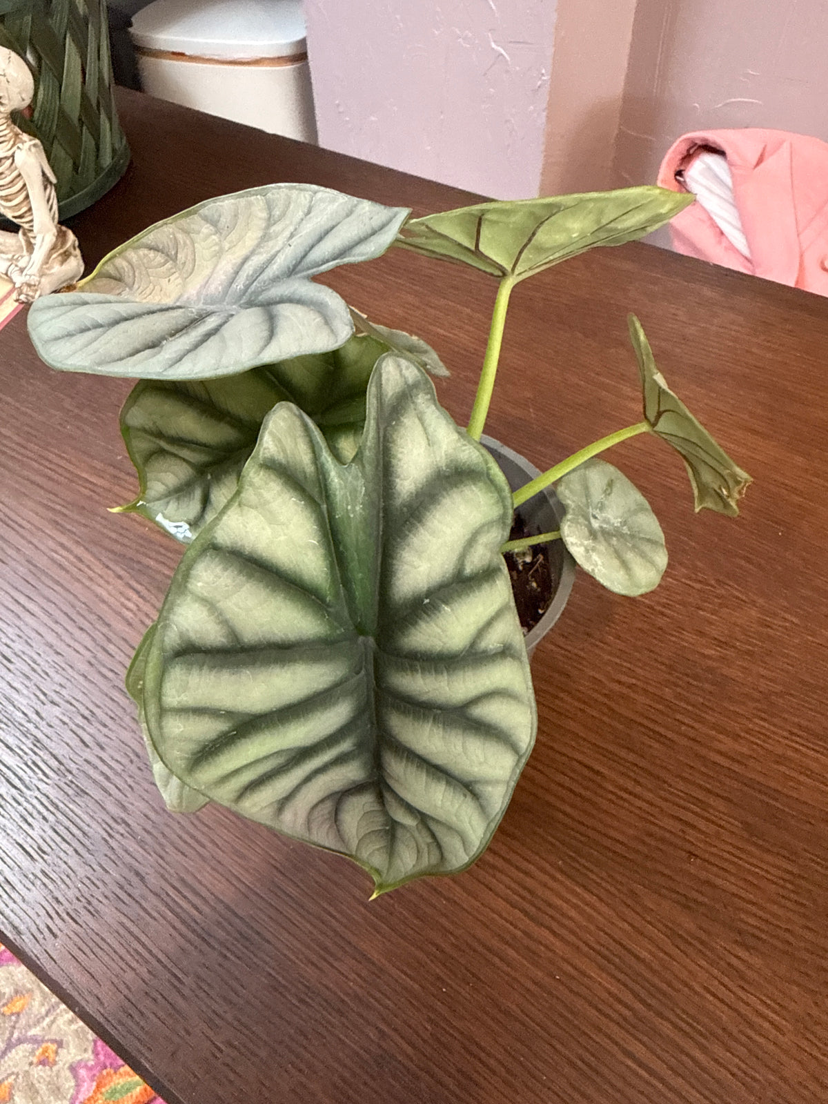 Alocasia Silver Dragon 4”