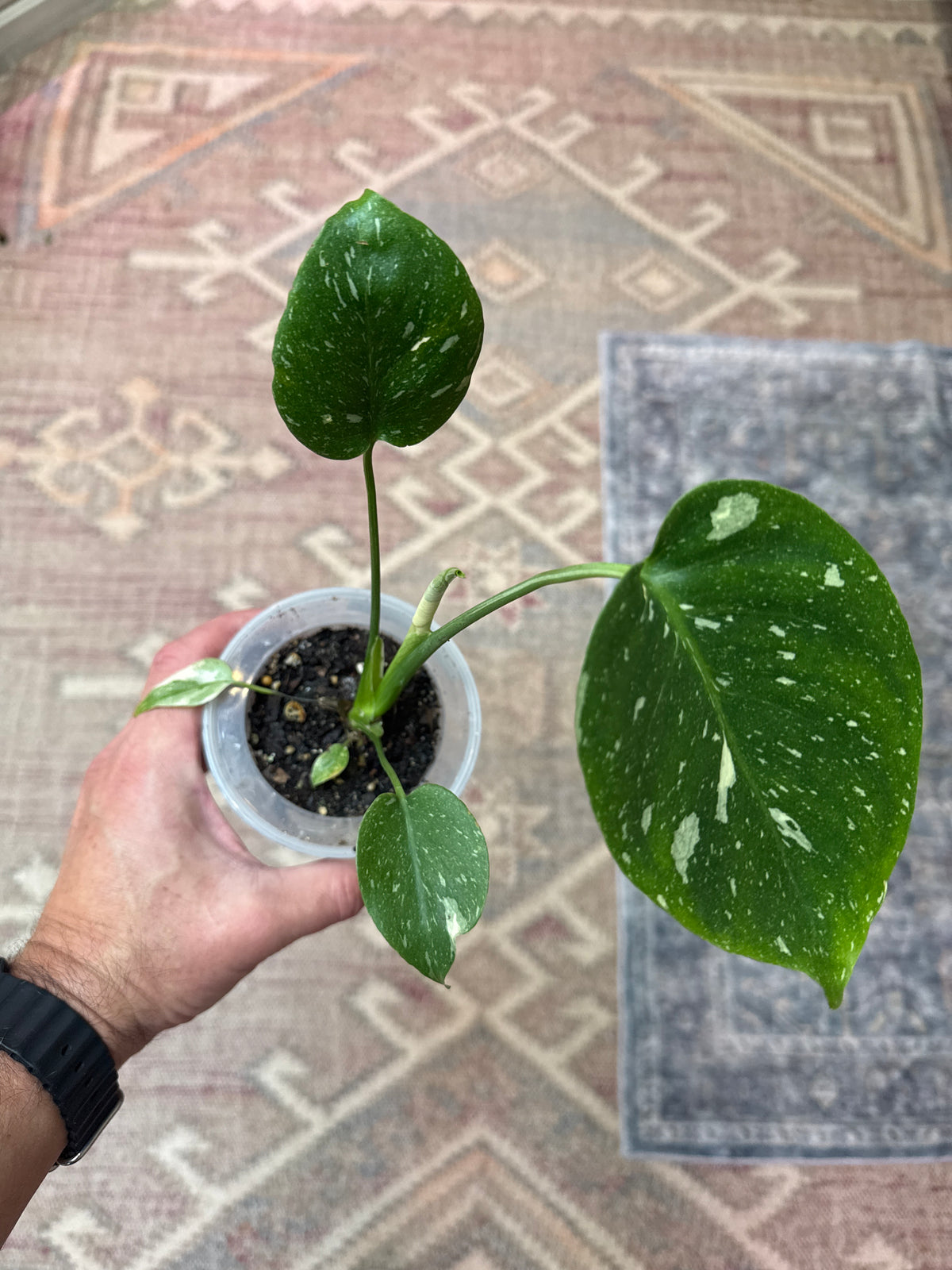 Monstera Thai Constellation 3” self watering pot