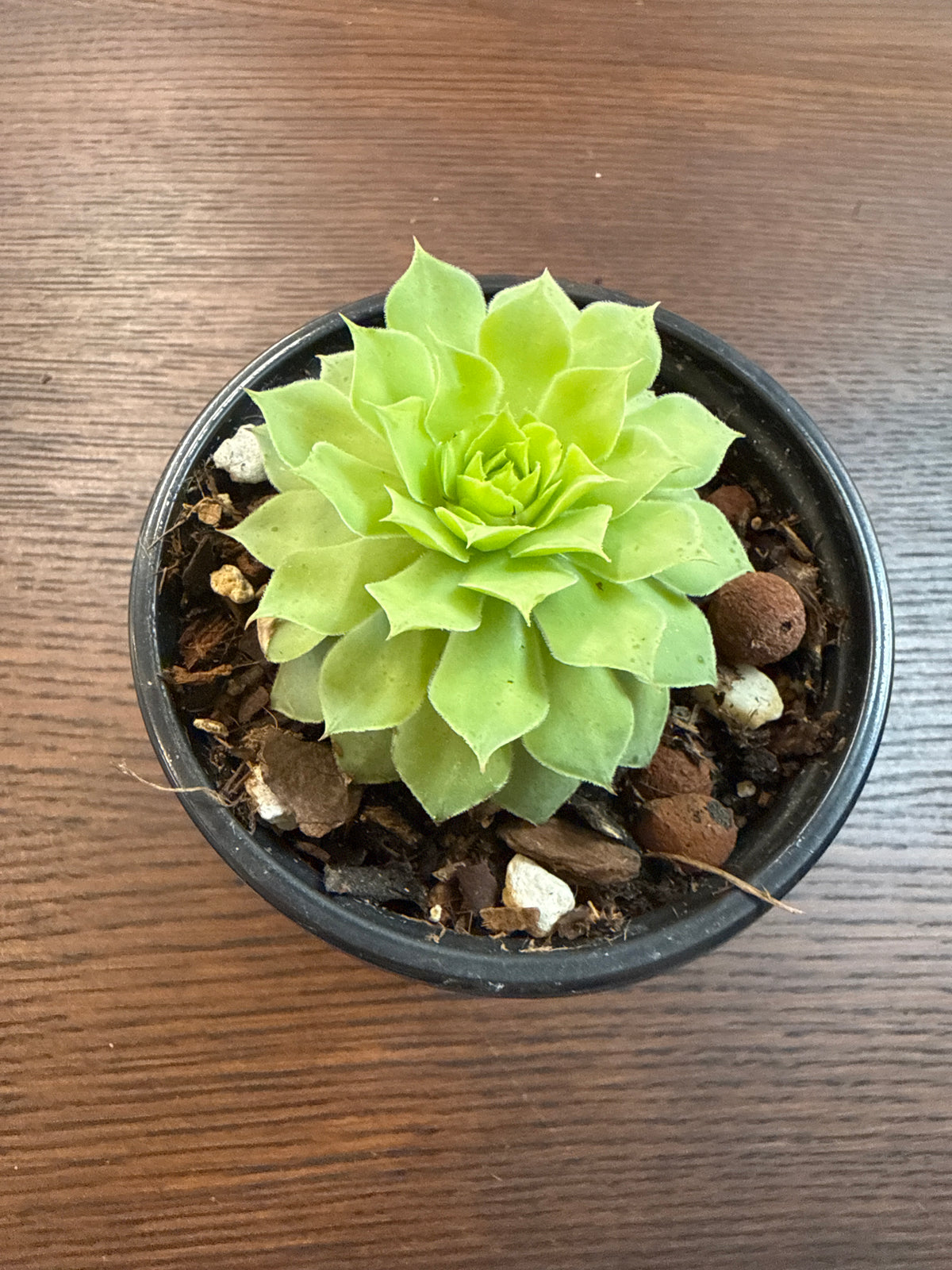 Sempervivum heuffelii 'Red Charm' [exclusive]
