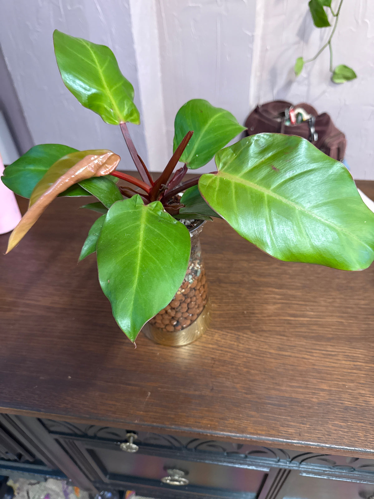 Philodendron Sun Red leca ball self watering vase