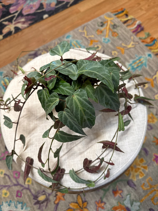 Jungle Vine Amazonica 4” pot