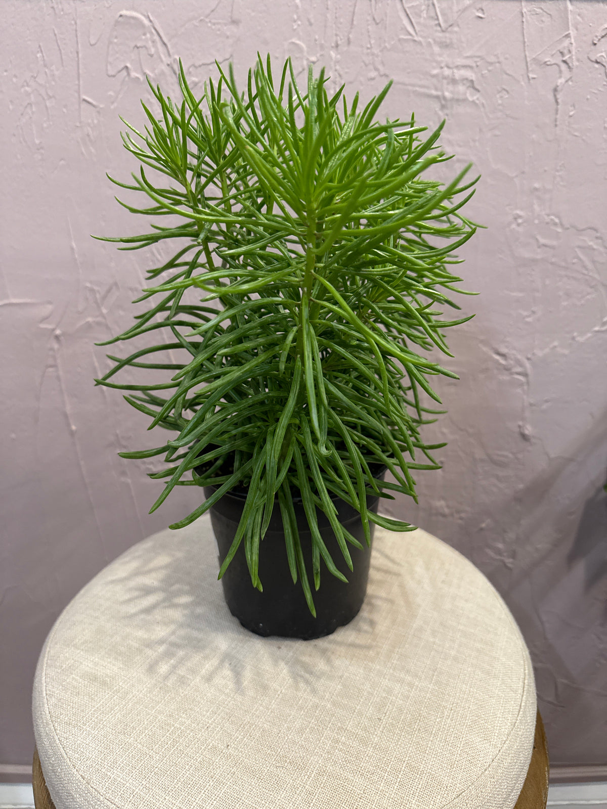 Senecio Himalaya 6”