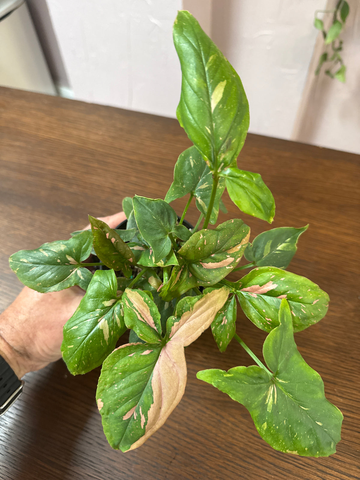4" Syngonium 'Pink Splash'