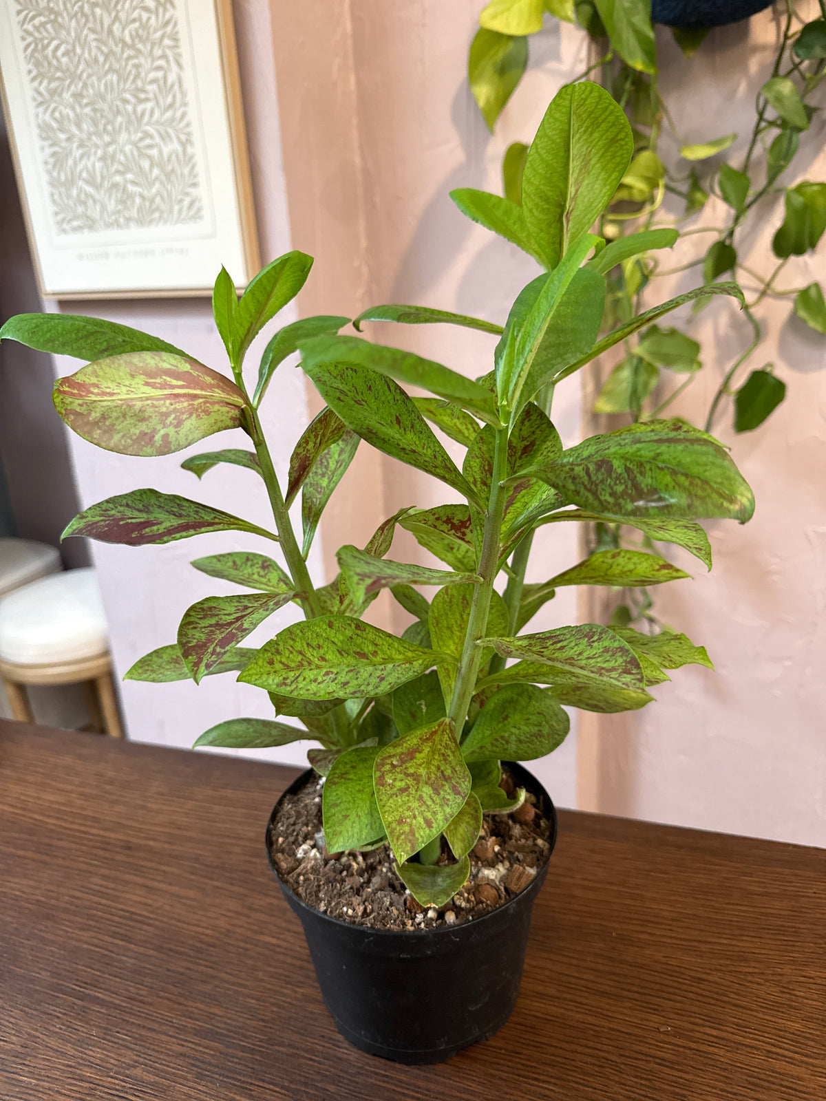 Euphorbia Grantii 6” “African Milk Bush”