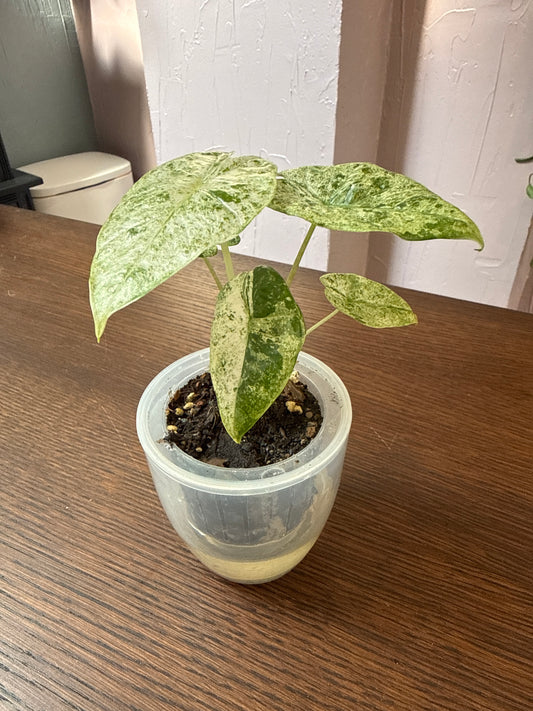 Alocasia Odora Batik 3” self watering pot rare