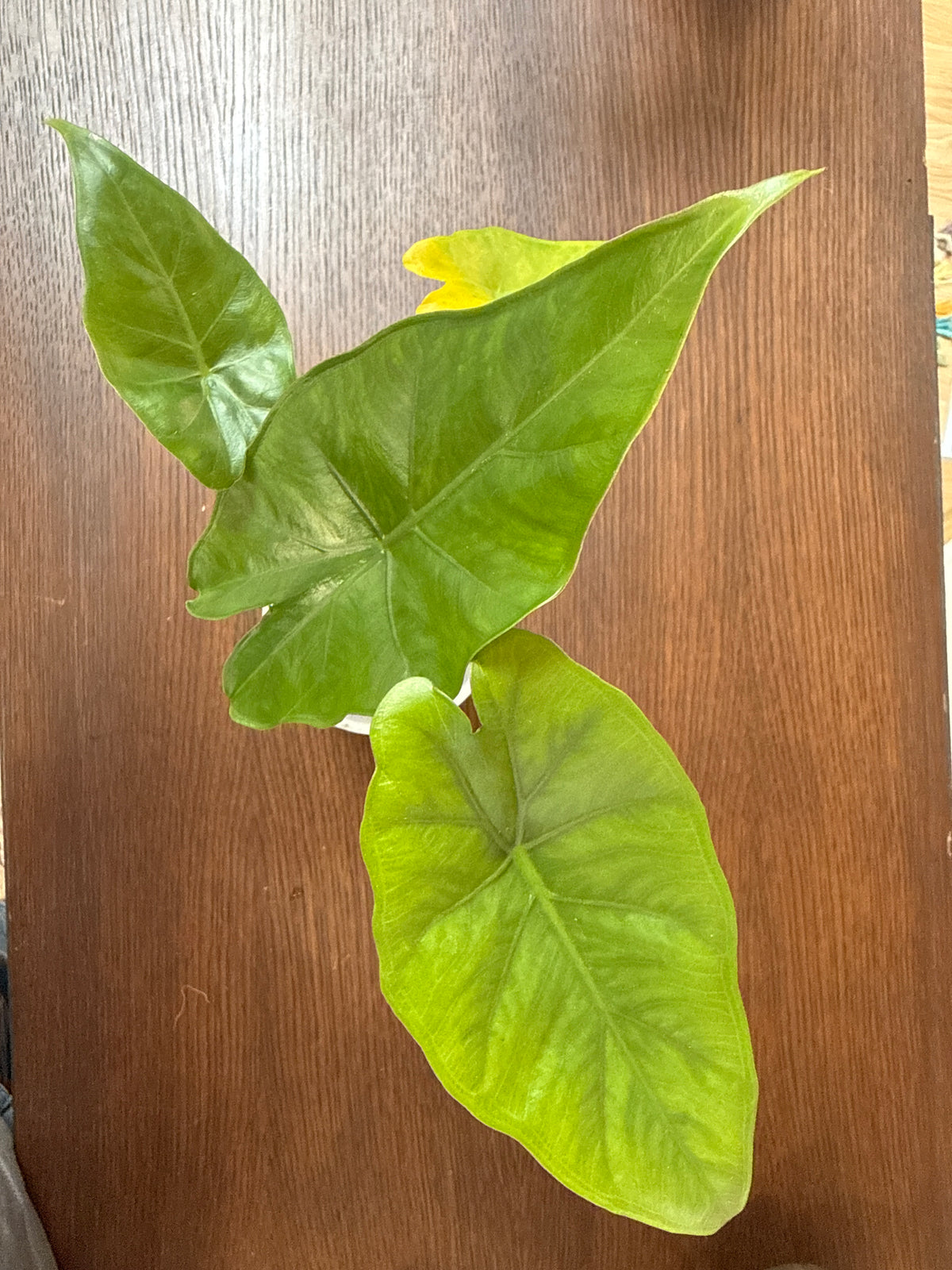 Alocasia Sumo 3” self watering pot
