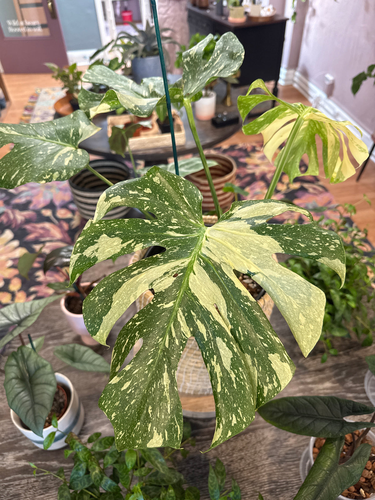 Monstera Thai Constellation: 8" Pot