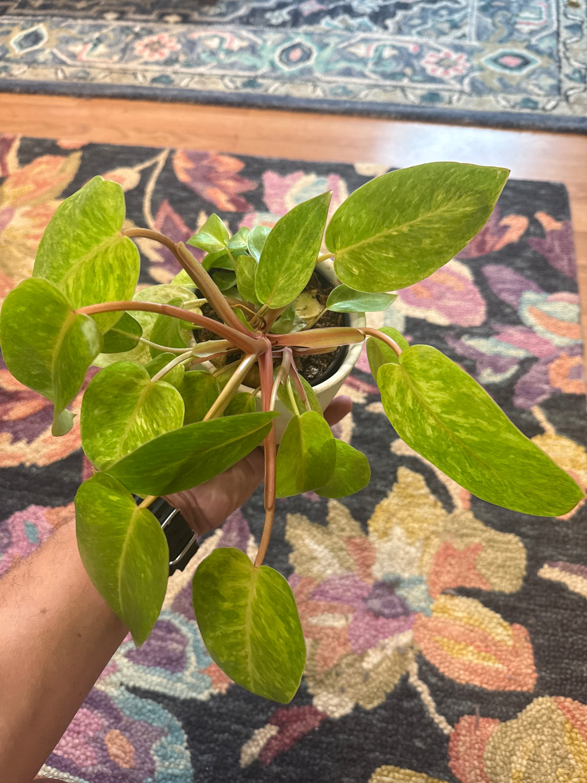 Painted Lady Philodendron - Live Plant - Rare: 4" Pot