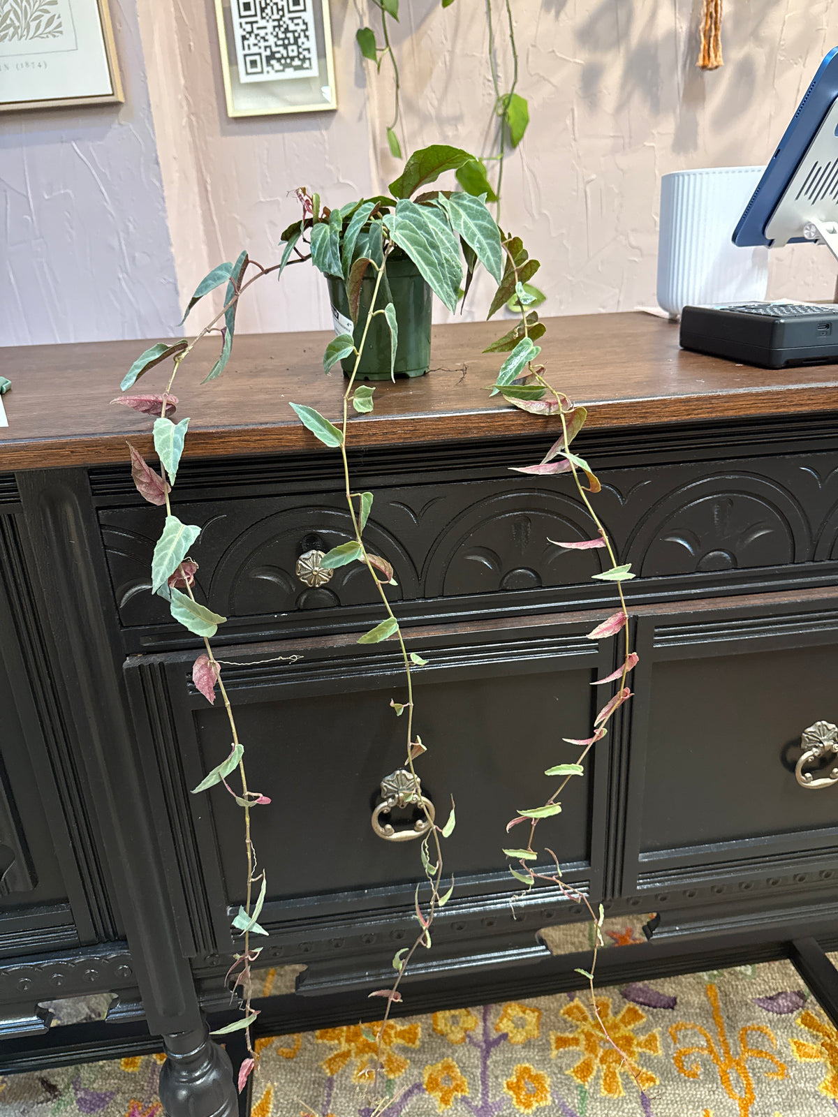 Jungle Vine Amazonica 4” pot