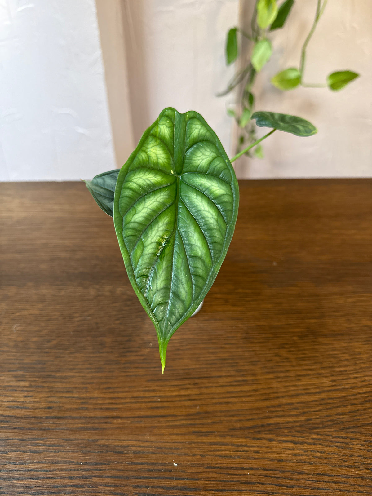 Alocasia Dragon Scale 3” pot