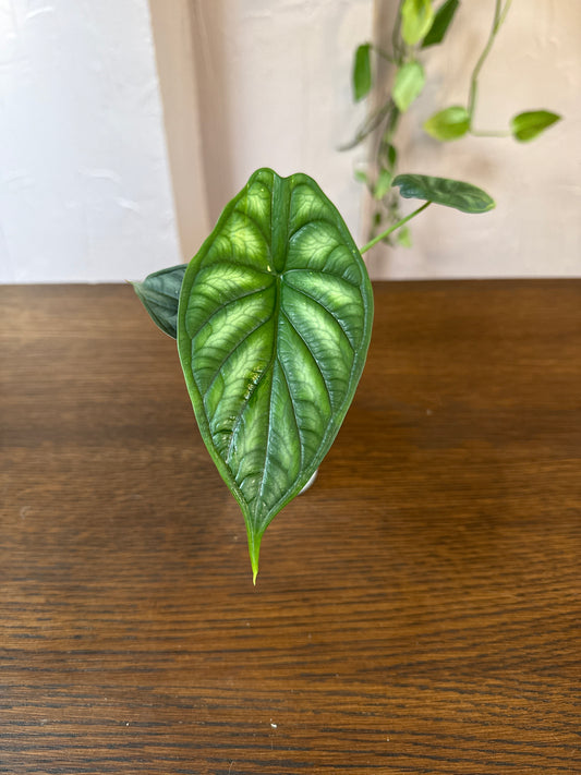 Alocasia Dragon Scale 3” pot