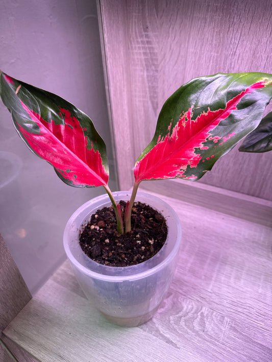 Aglaonema Suksom Jaipong RARE- self watering pot