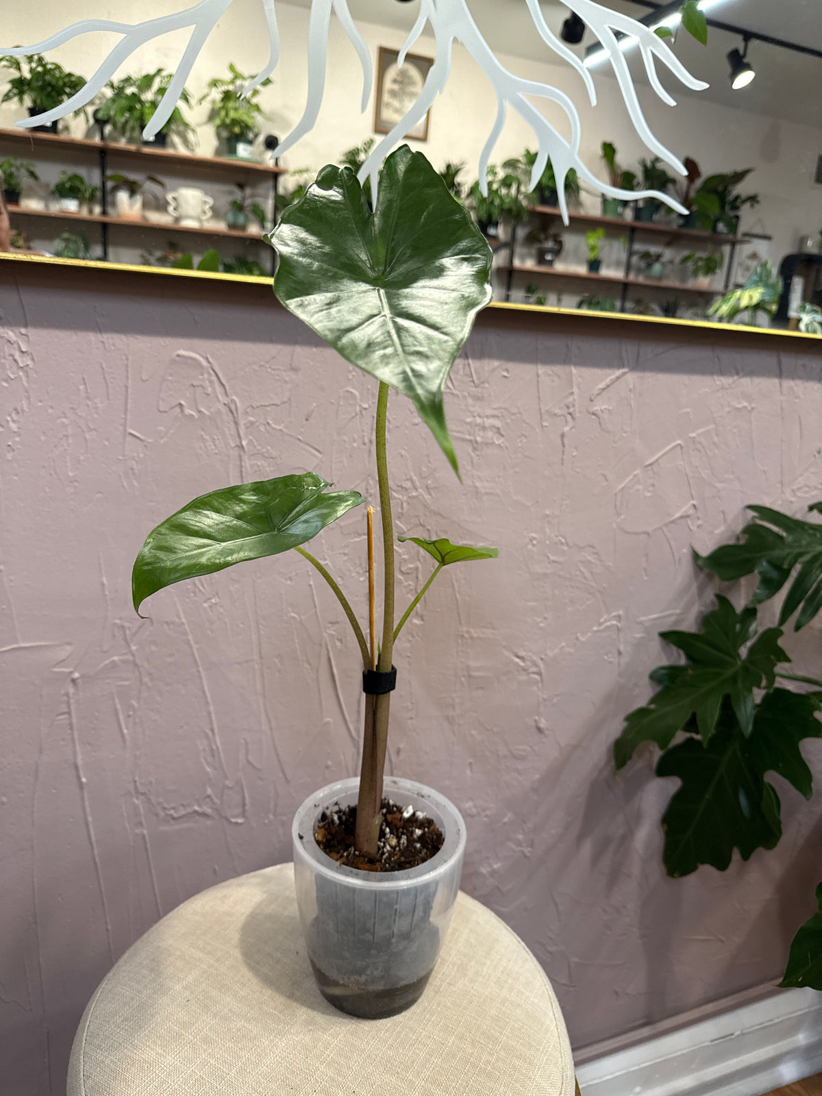 Alocasia Sumo 4” S/W pot - rare