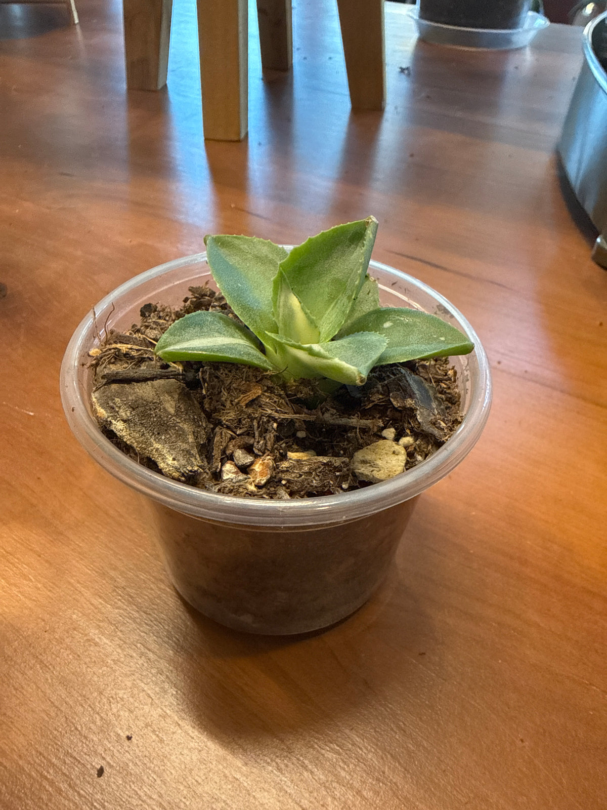 Agave Variegated 3”