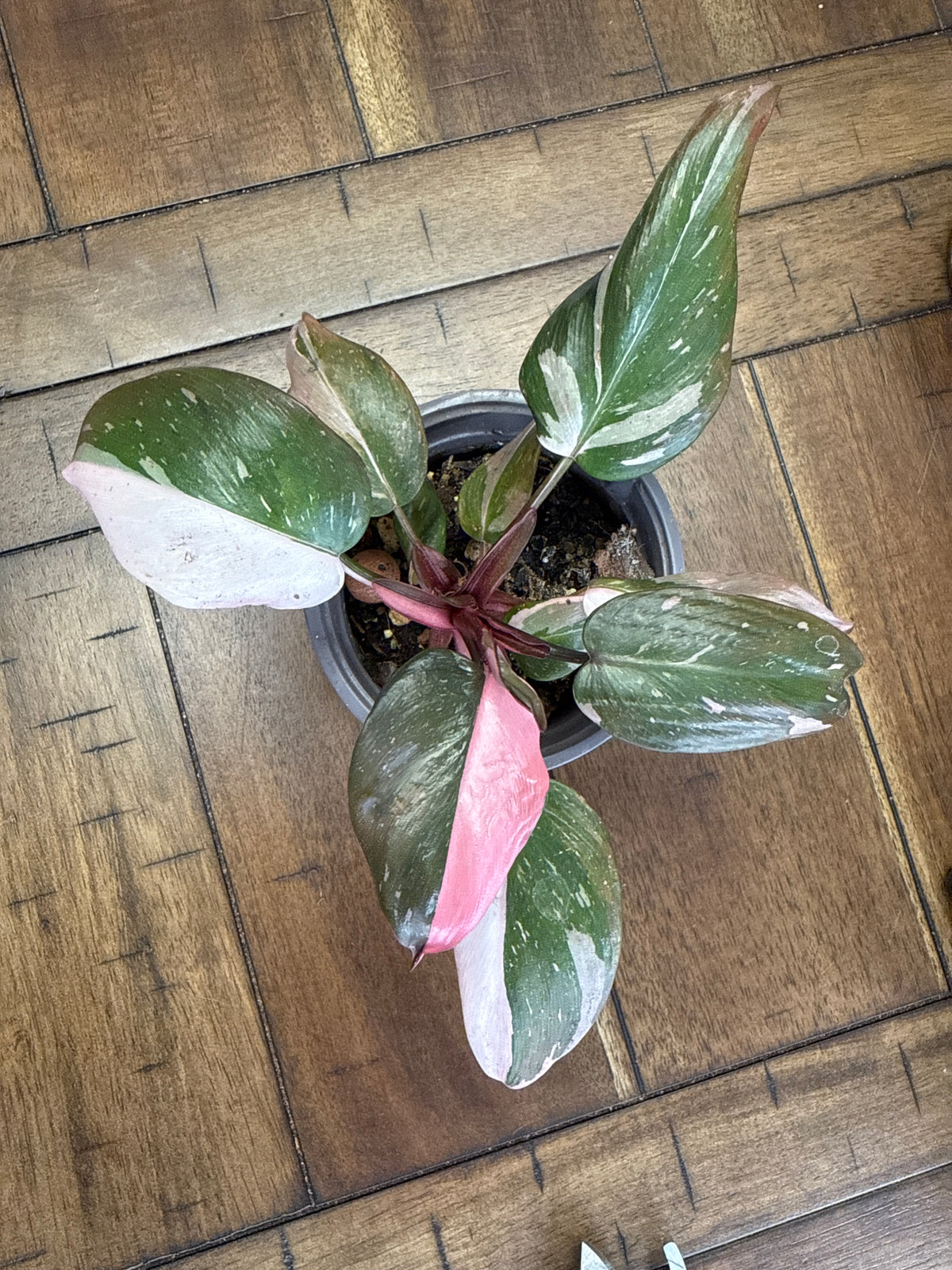 Marble Pink Princess (highest variegation) 3”