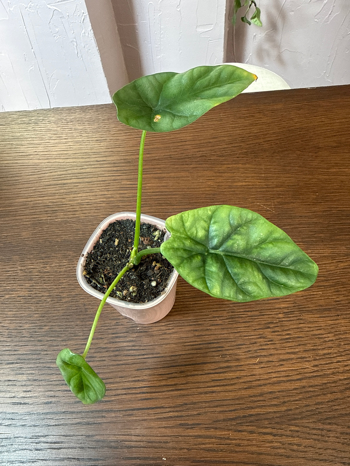 Alocasia Quilted Dreams 3” self watering pot. Rare