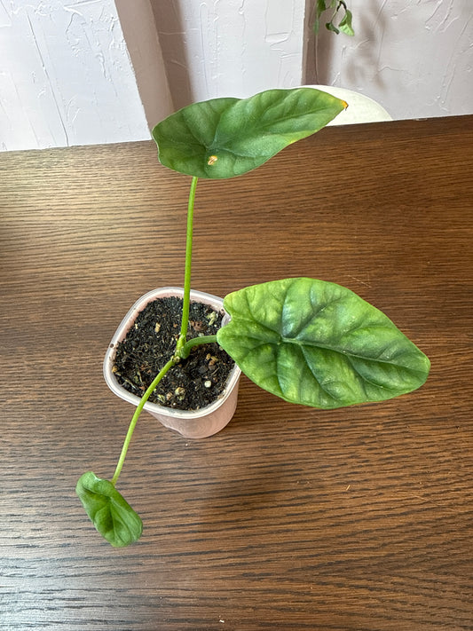 Alocasia Quilted Dreams 3” self watering pot. Rare