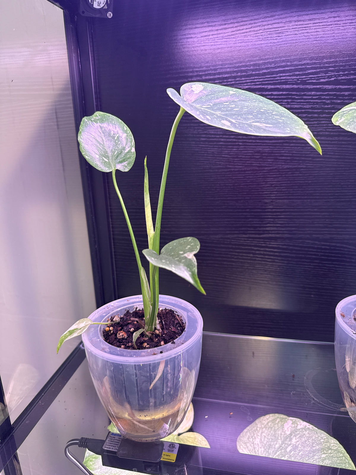 Monstera Thai Constellation 3” self watering pot
