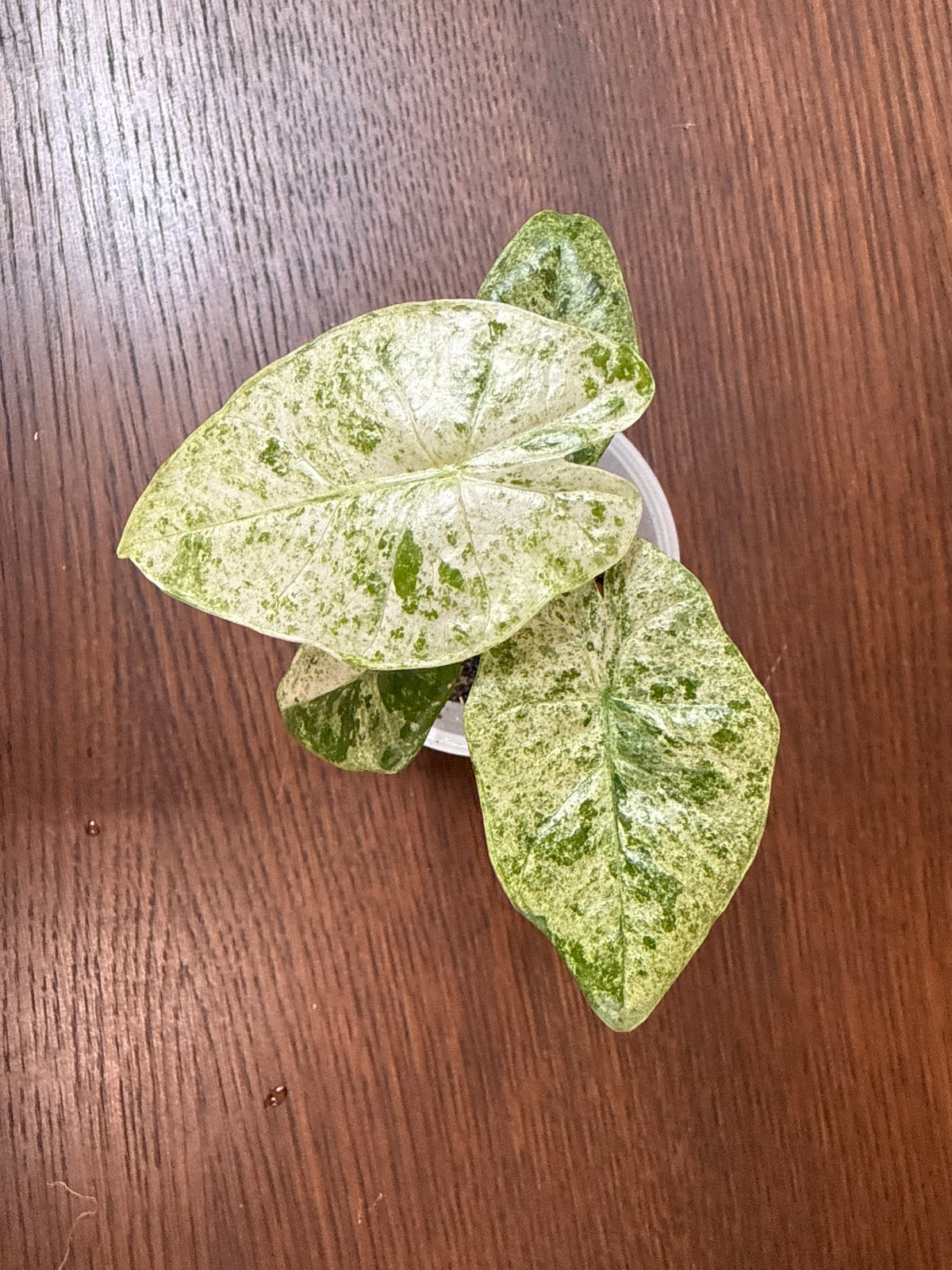 Alocasia Odora Batik 3” self watering pot rare