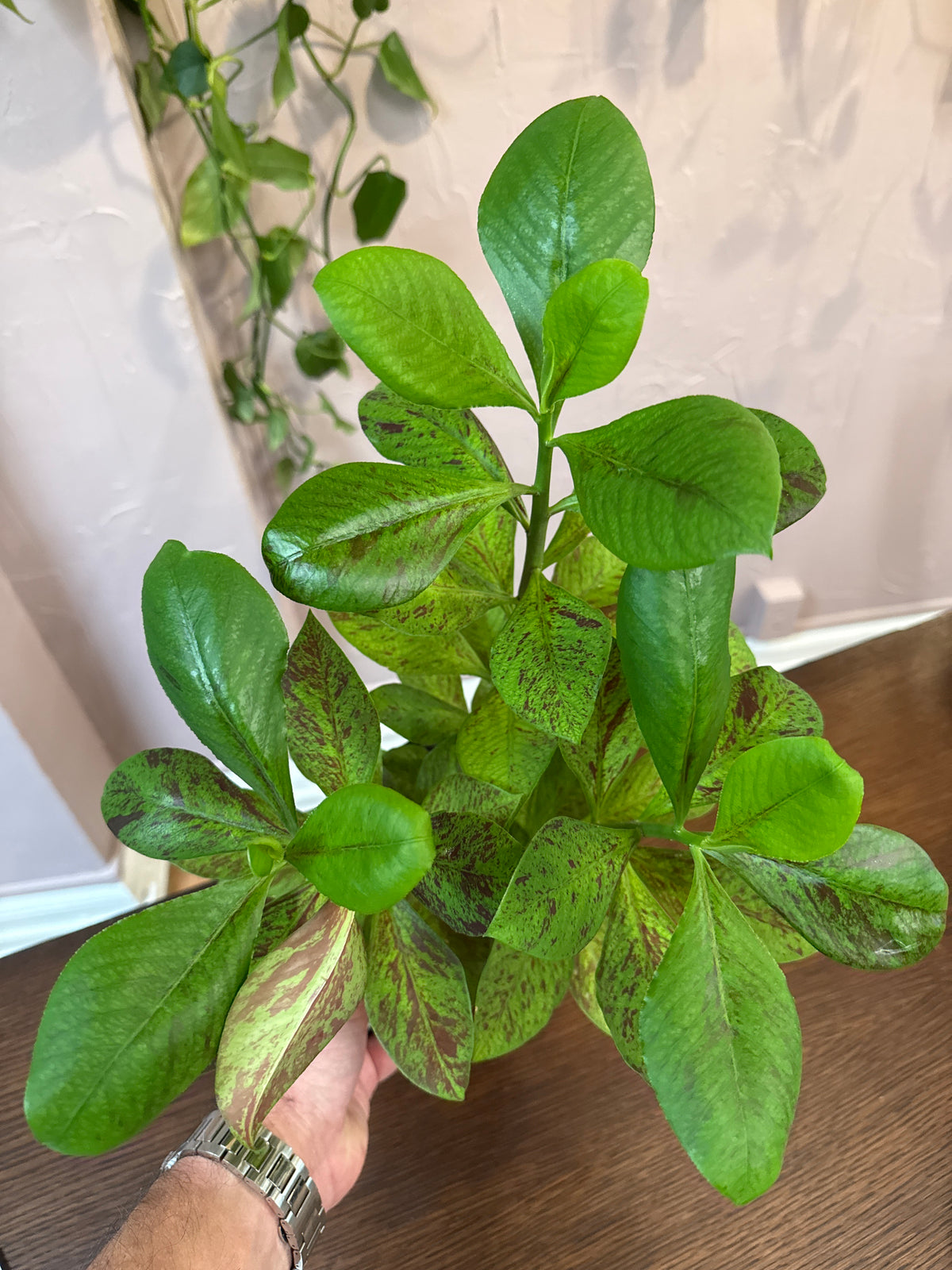 Euphorbia Grantii 6” “African Milk Bush”