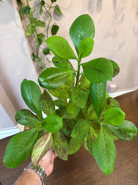 Euphorbia Grantii 6” “African Milk Bush”