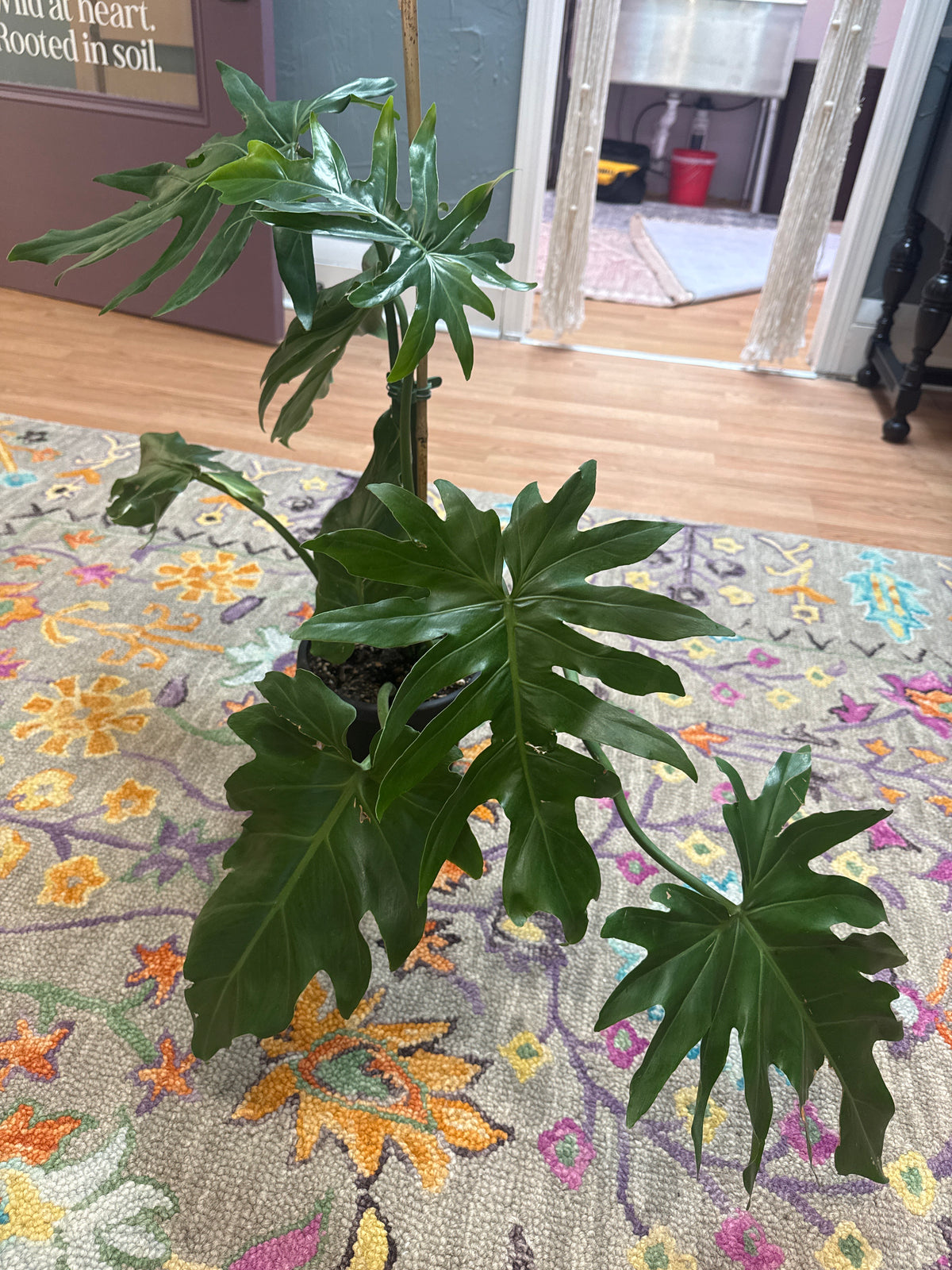 Philodendron Mayoi - Live Plant : 6" Pot