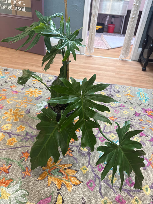 Philodendron Mayoi - Live Plant : 6" Pot