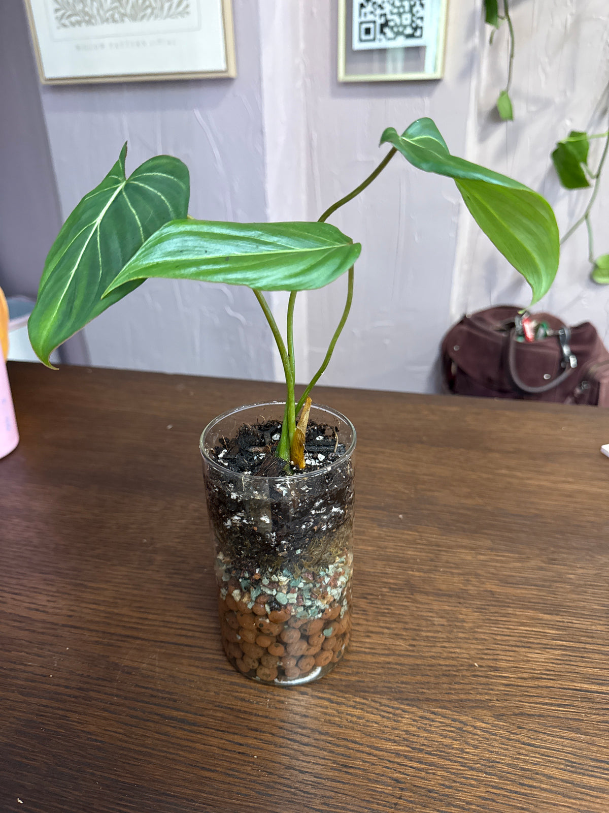 Philodendron Gloriosium Leca ball self watering vase