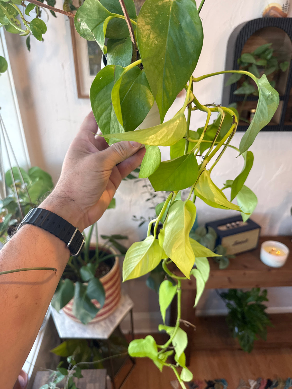 Neon Pothos Plant - Live Plant: 4" Pot