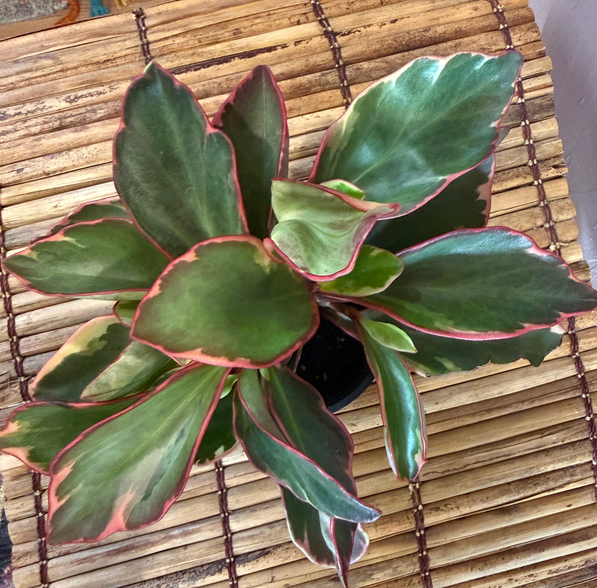 Peperomia Ginny 4”