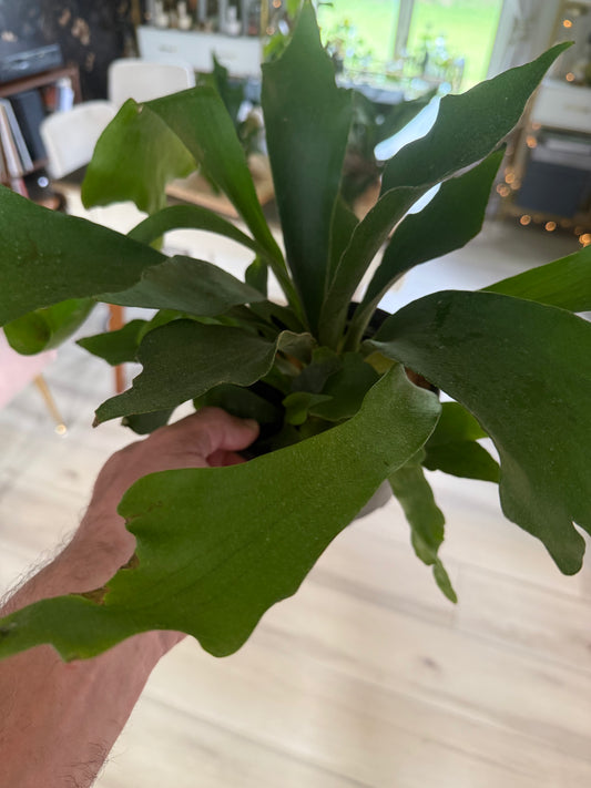 Staghorn Fern Mounted