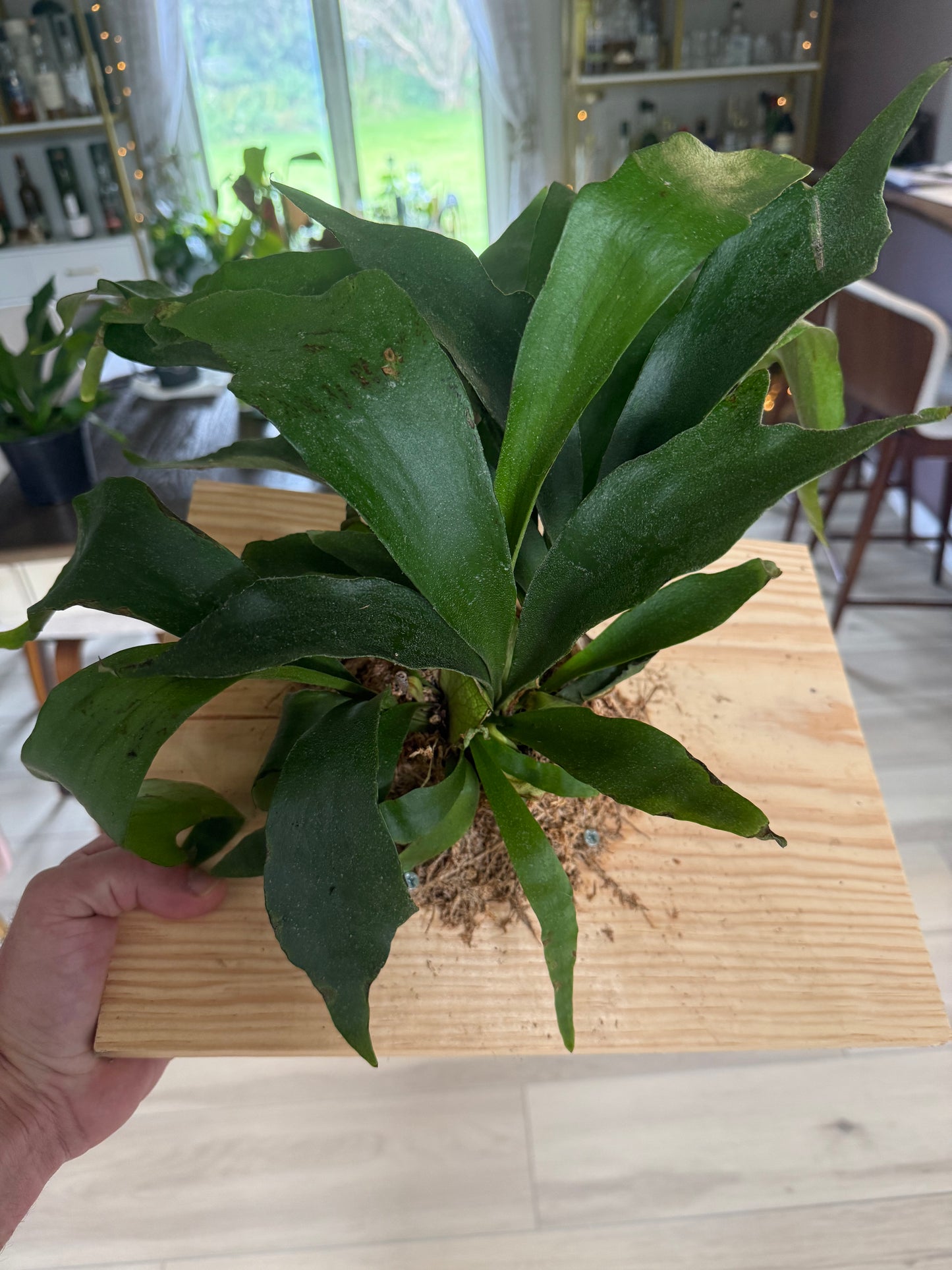Staghorn Fern
