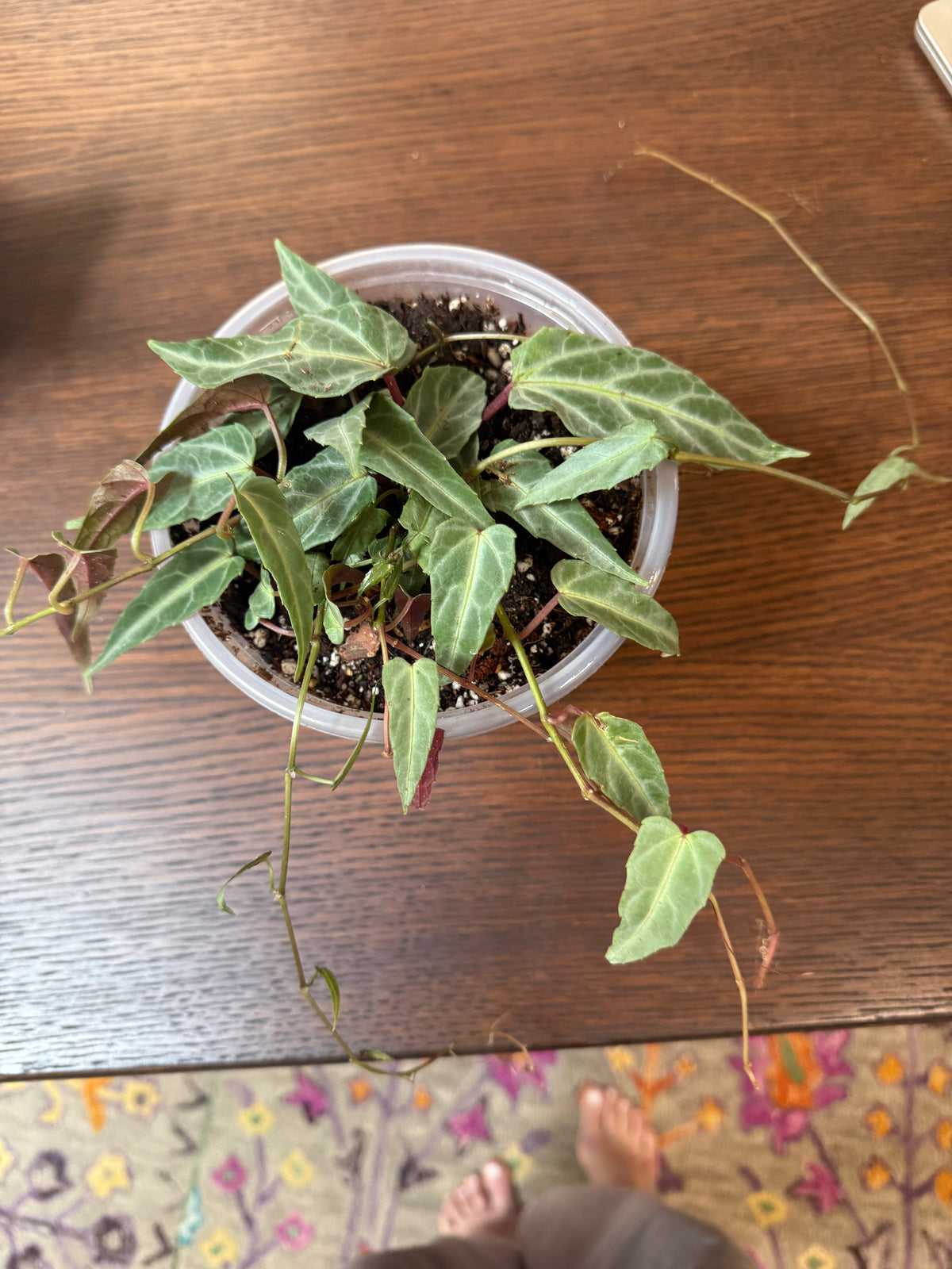 Jungle Vine - Cissus Amazonica - 6” Plant