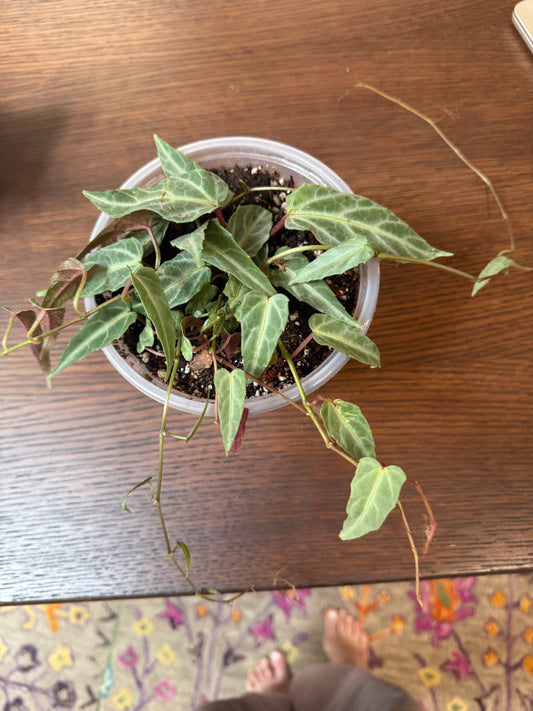Jungle Vine - Cissus Amazonica - 6” Plant