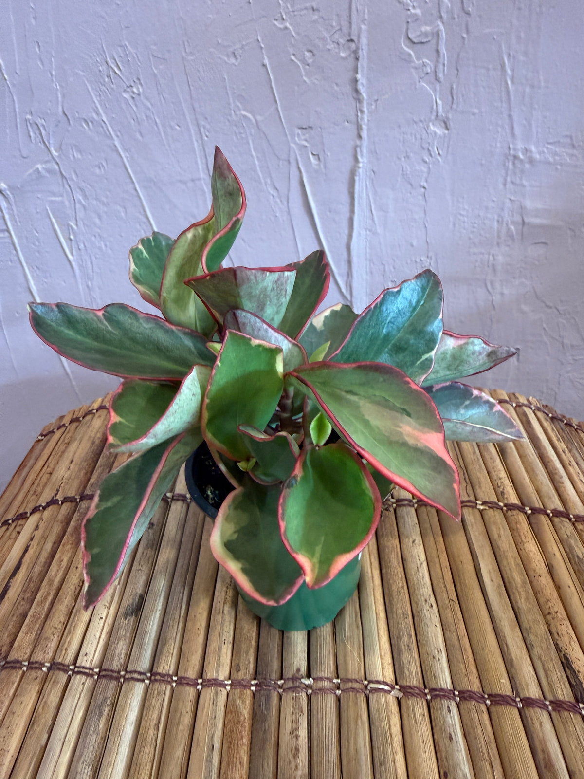 Peperomia Ginny 4”