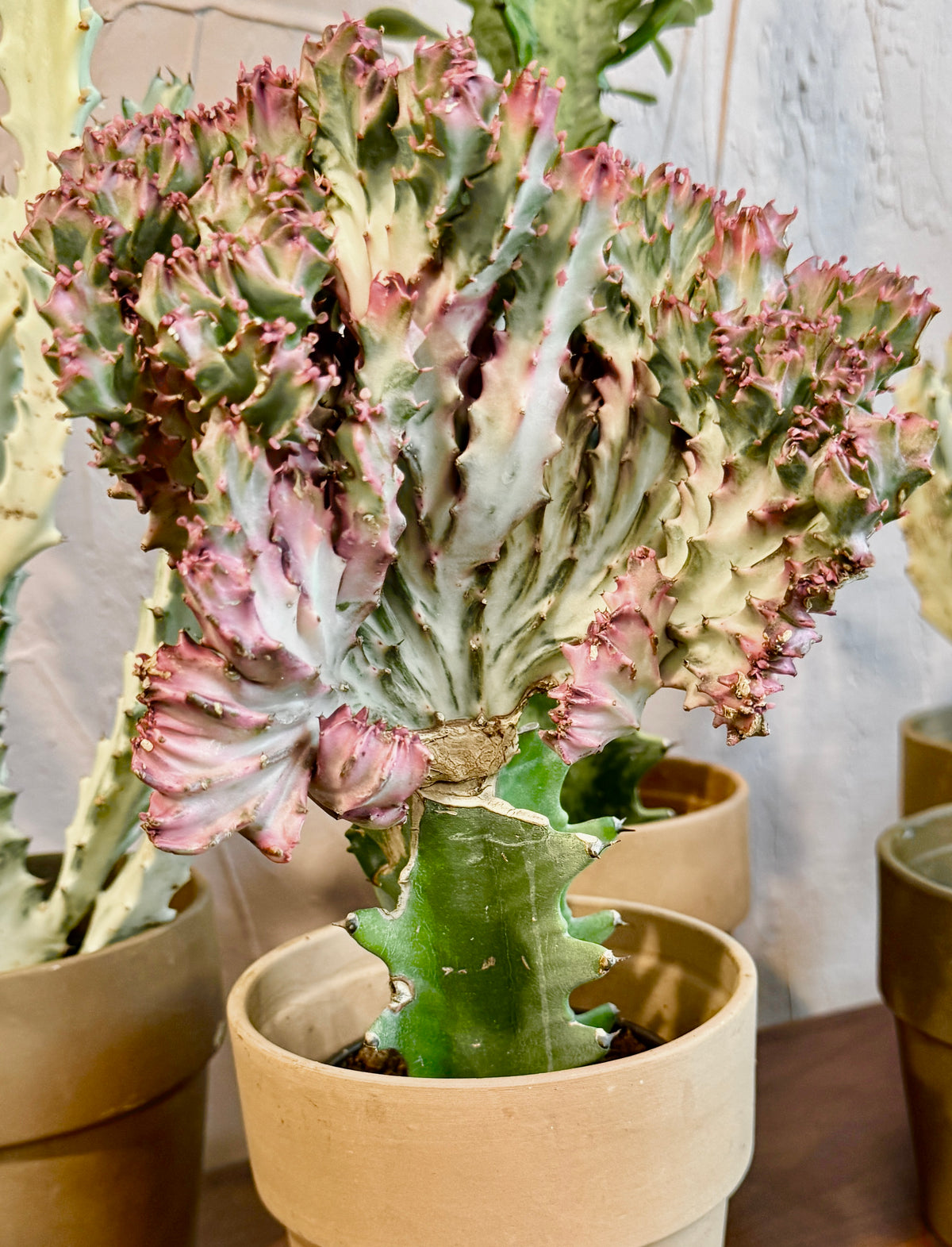 Mermaid Tail Cactus 4”