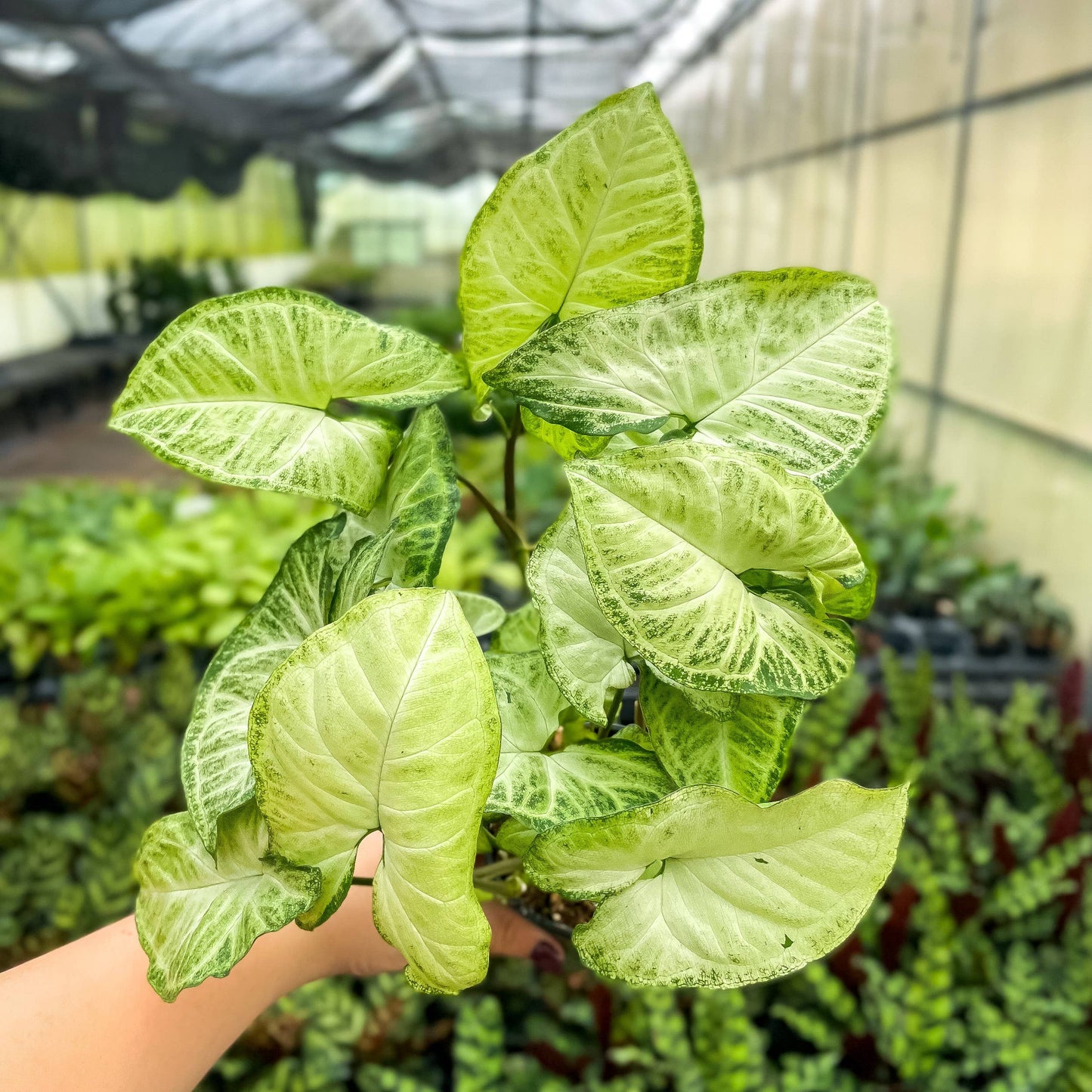 Assorted Butterfly Syngonium - Live Plant: 3" Pot