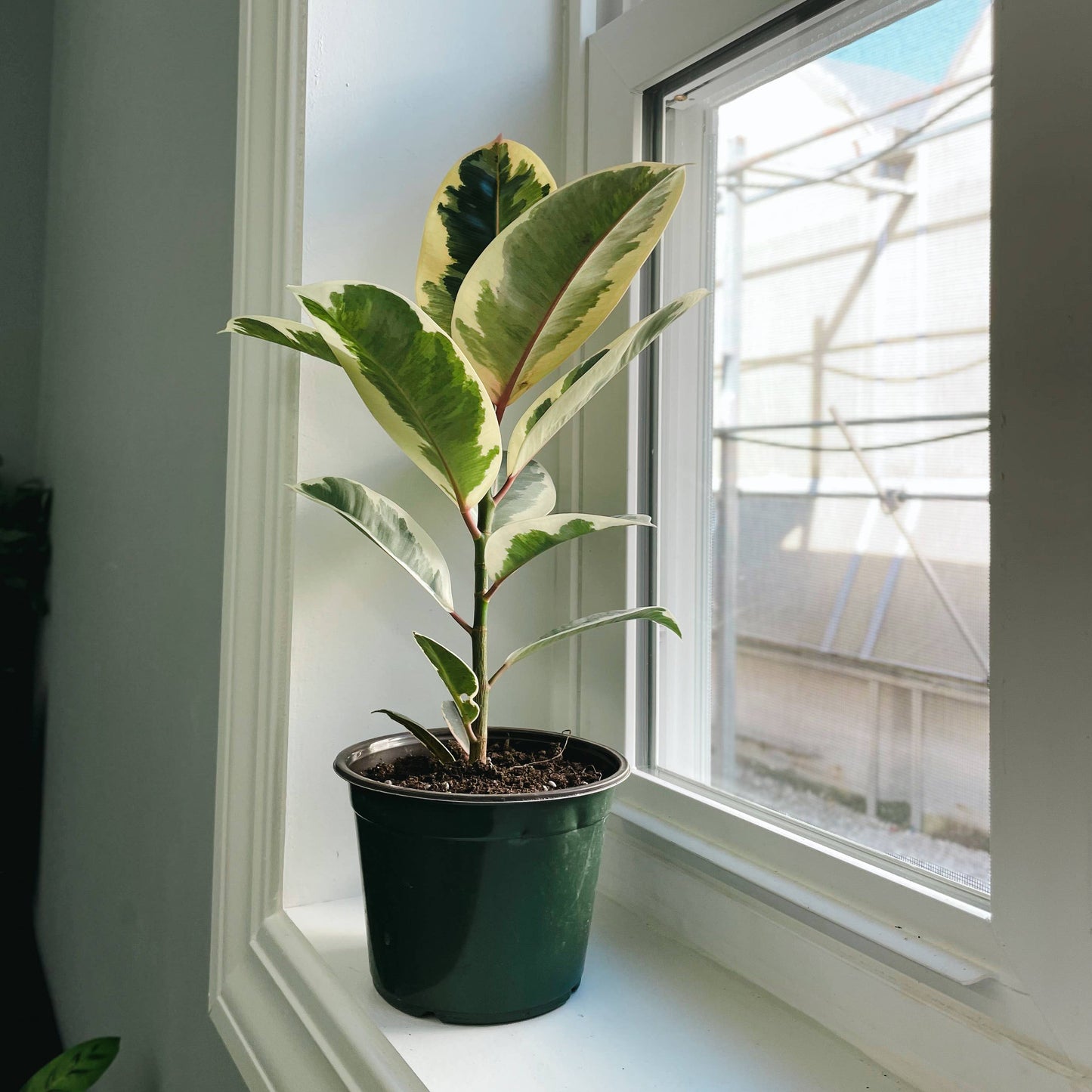 Tineke Rubber Plant - Live Plant: 4" Pot